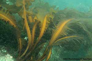 海藻的分类